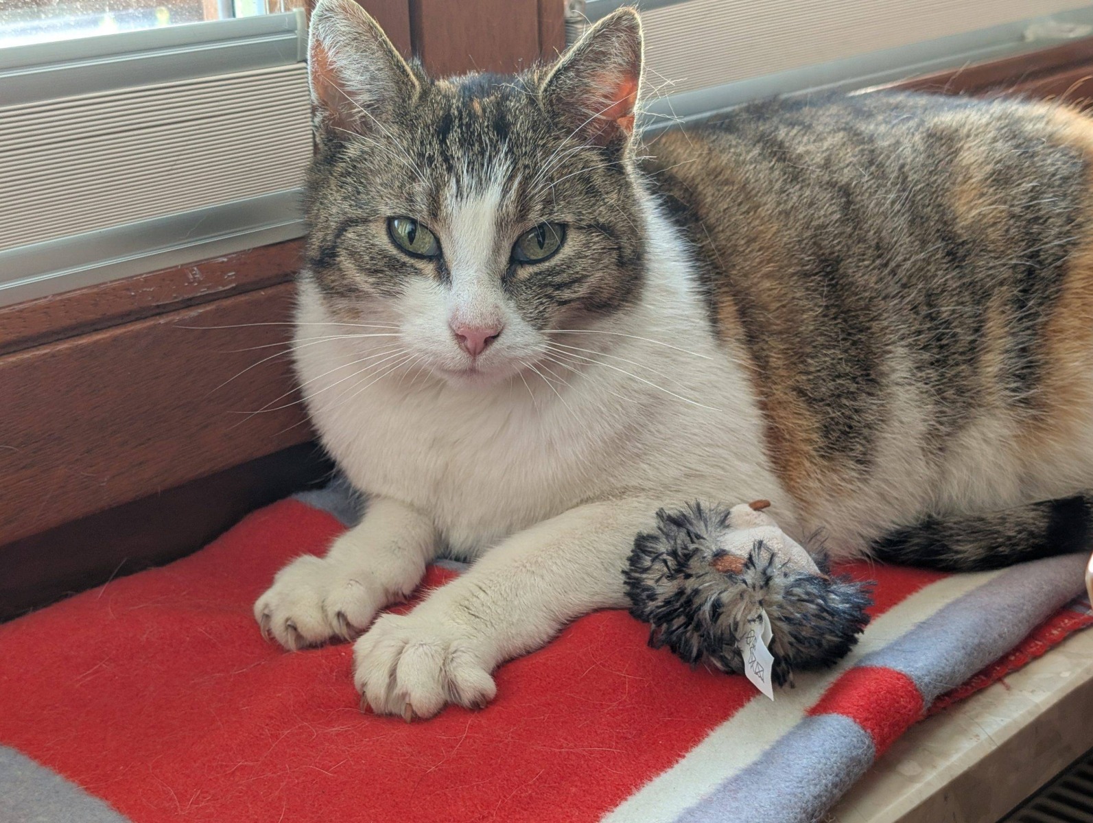 Zaginęła Psotka. Właścicielka prosi o pomoc – FOTO