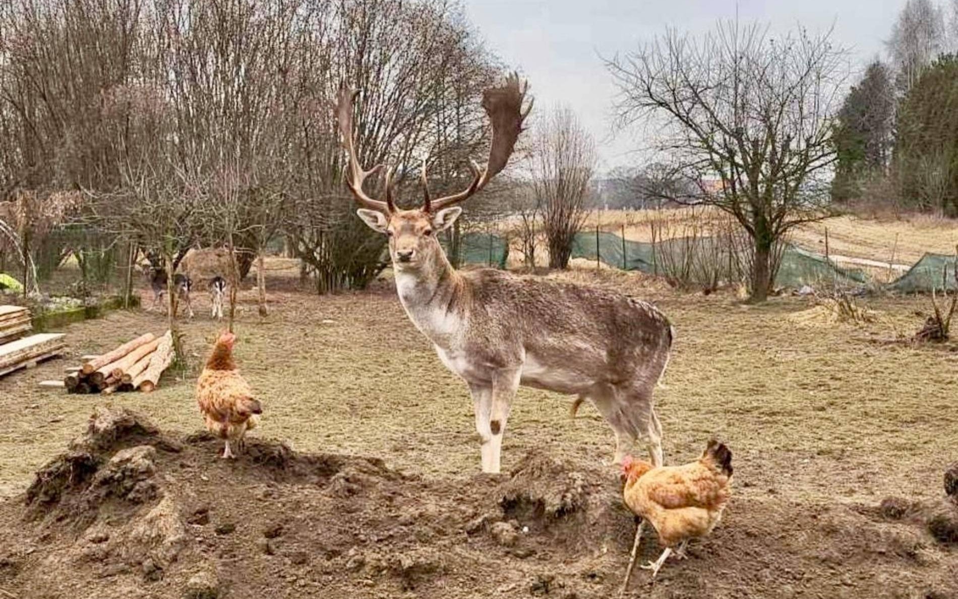 Ranczo u Mata zaprasza na wielkie otwarcie i pomoc dla Natalki