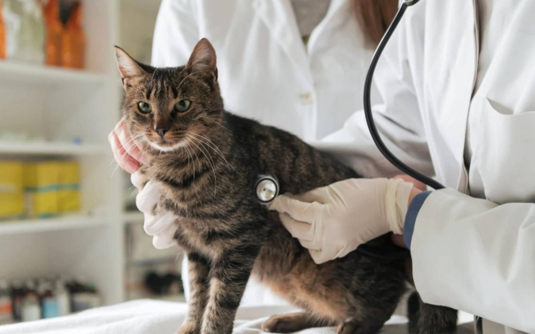 Ktoś truje koty na osiedlu 700-lecia w Kętach