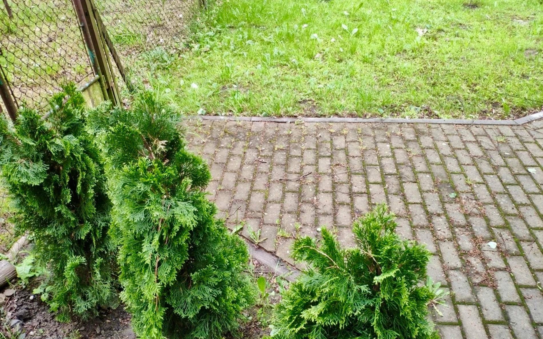 Tuje temu winne? Ktoś dewastuje miejską zieleń – FOTO