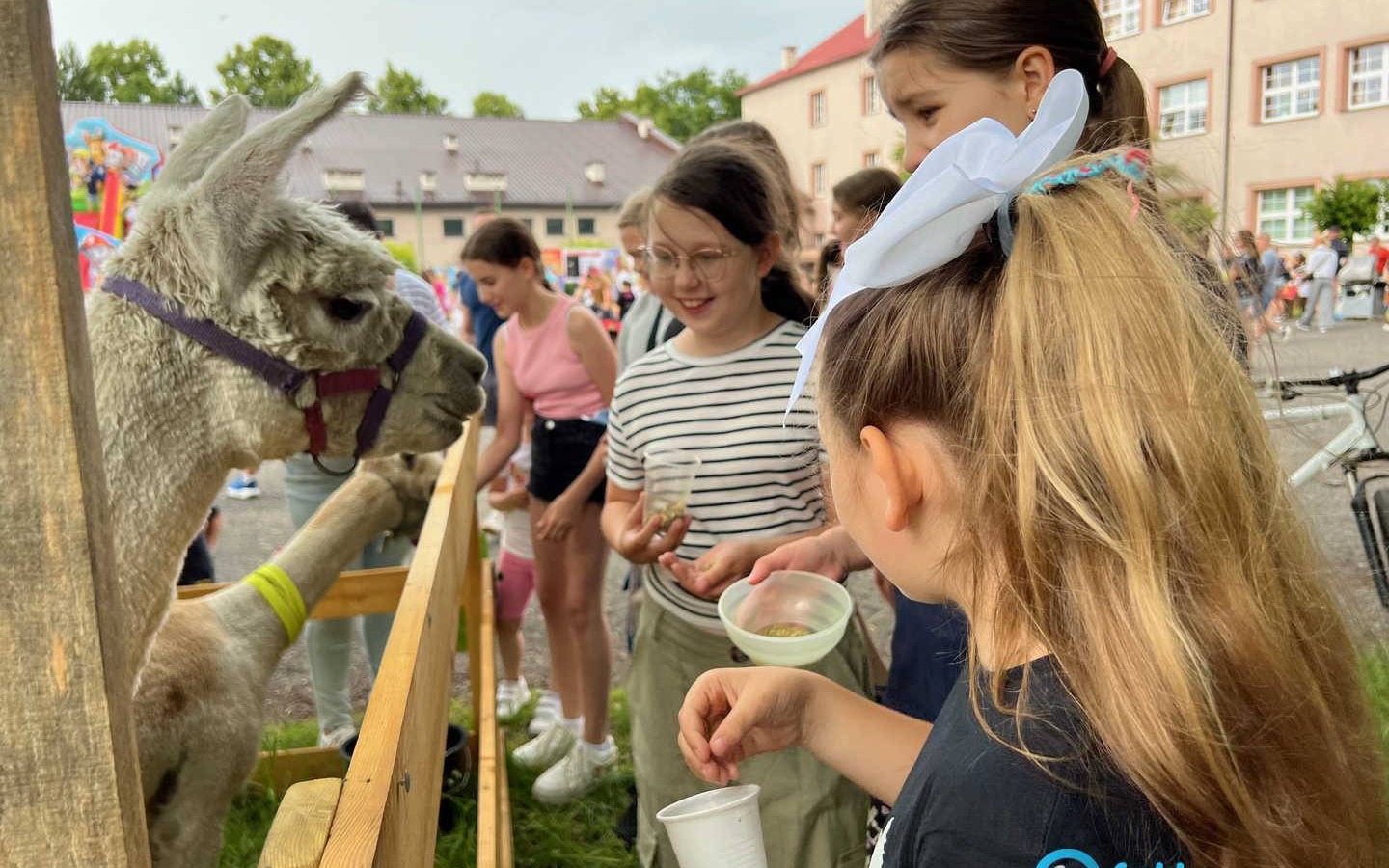 Alpaki, grill i zabawa. Dwójka zaprasza na piknik z Faktami Oświęcim
