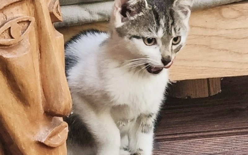 Trzy kocie serduszka szukają domu – FOTO