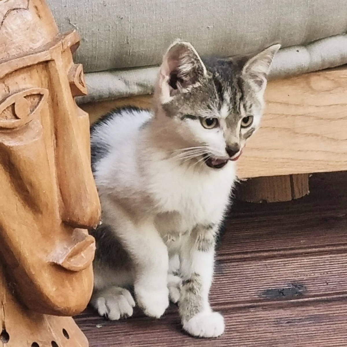 Trzy kocie serduszka szukają domu – FOTO