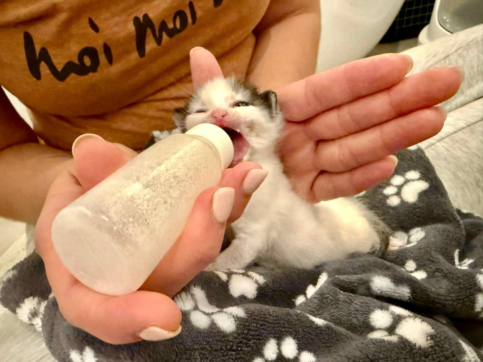 Butelka, nadzieja i troska. Historia kociąt spod cmentarza – FOTO