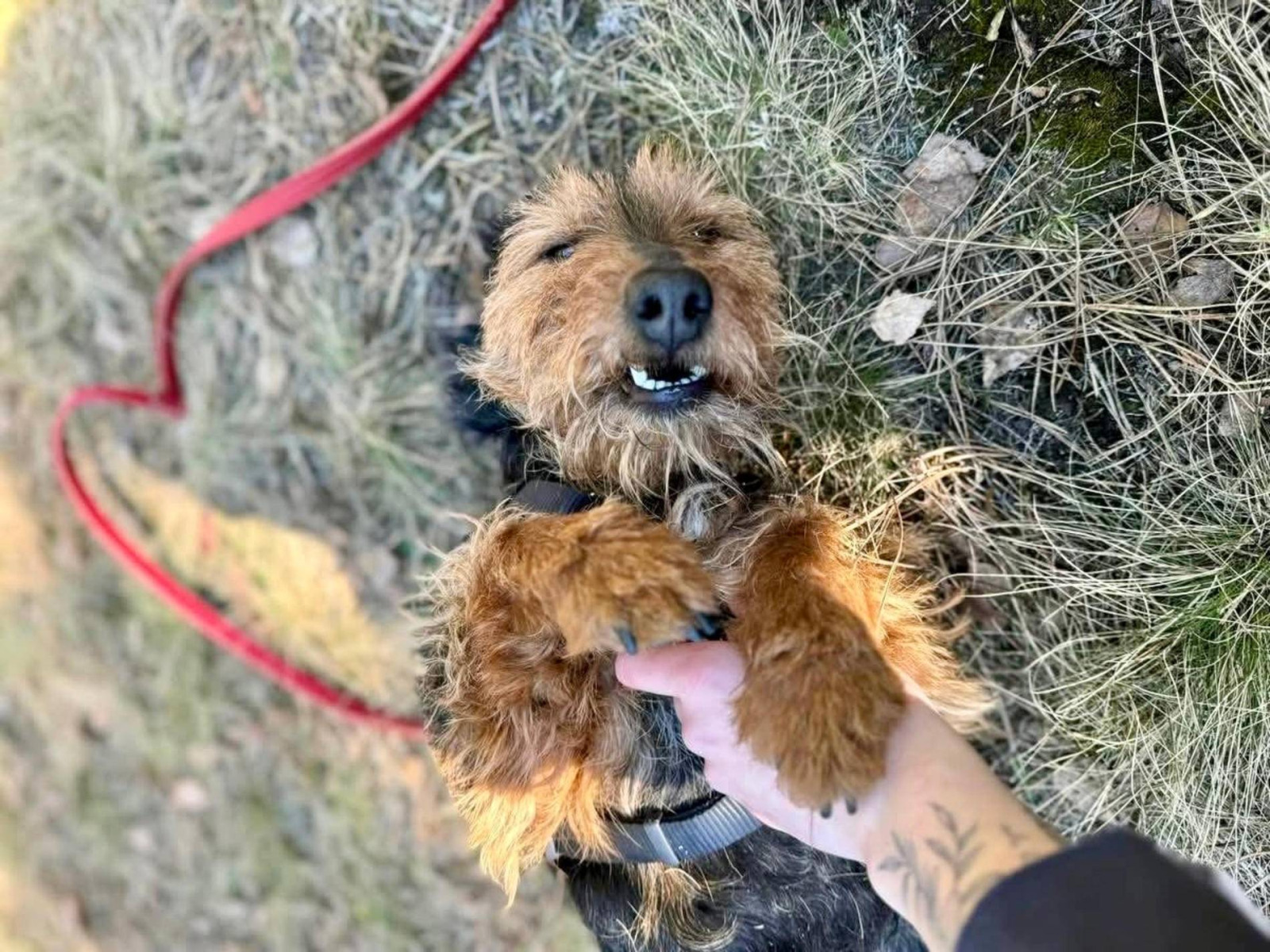 Był katem dla swojego psa. Za barbarzyństwo trafi do więzienia – FOTO