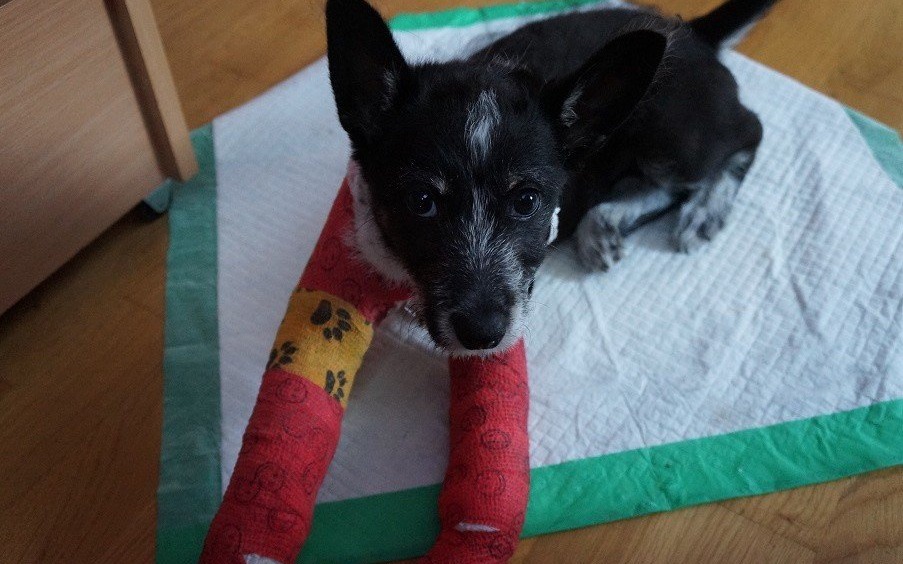 Oświęcim. Kierowca potrącił szczeniaka i nie zatrzymał się