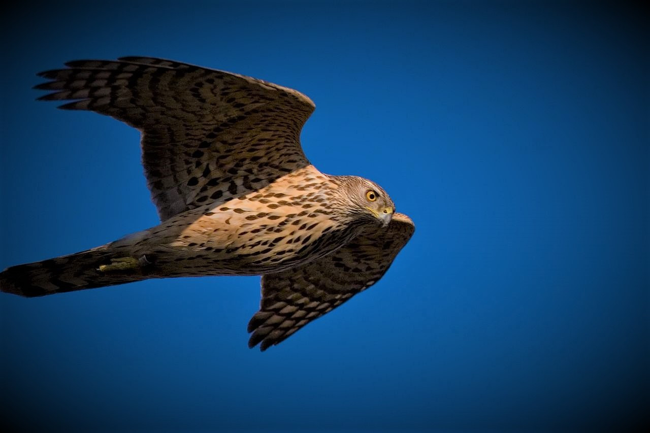 Ranny jastrząb w Kętach uratowany. Małżeństwo zareagowało wzorowo