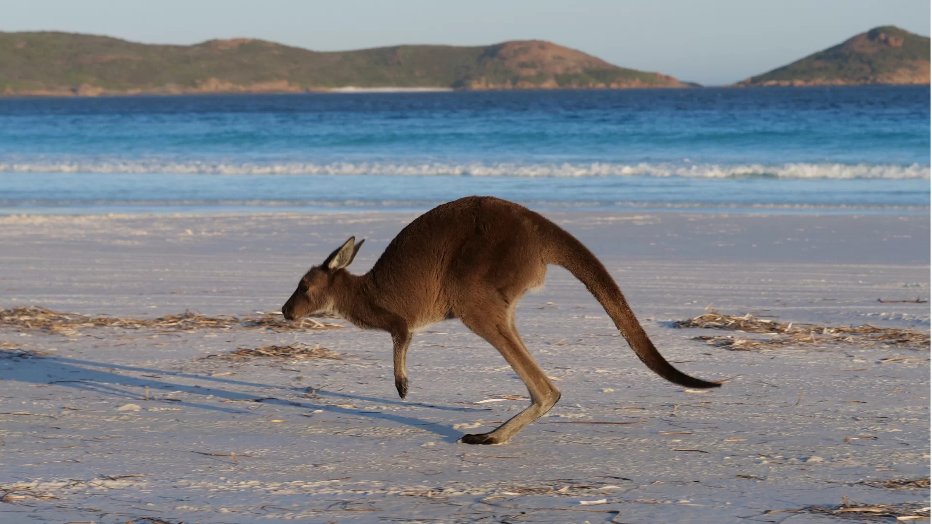 W godzinę dookoła Australii – prelekcja podróżnicza w Oświęcimiu 19 maja. Wstęp wolny
