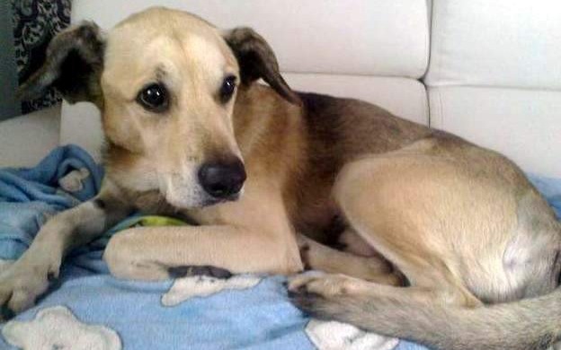 POWIAT. Pilnie potrzebny dom dla Wicherka