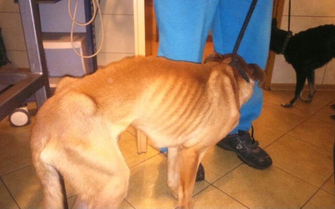 OŚWIĘCIM. W mieszkaniu zamknęła i głodziła zwierzęta