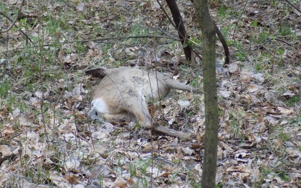 CHEŁMEK. Sarna cierpiała wiele godzin