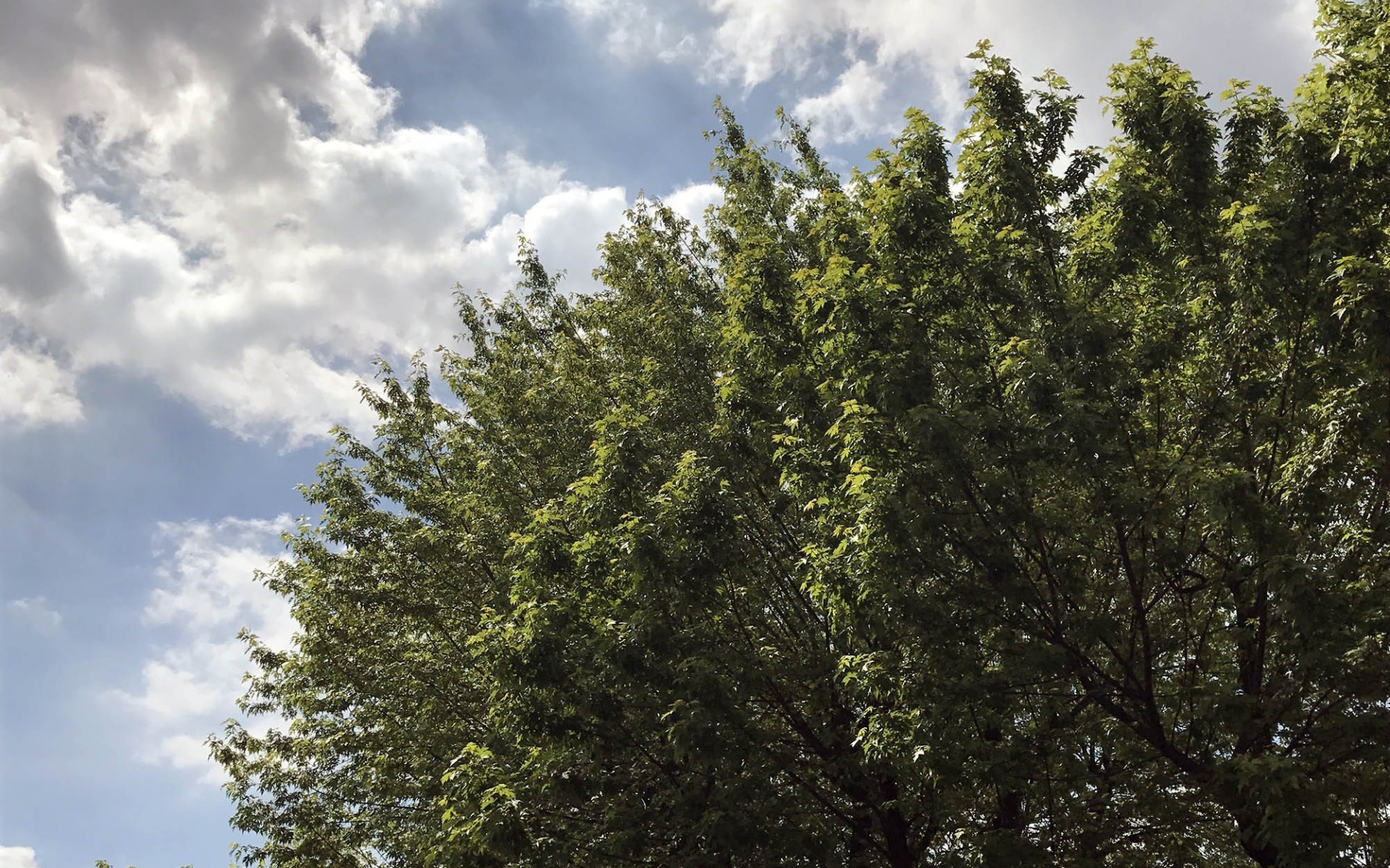 OŚWIĘCIM. Nowe przepisy ws. wycinki drzew