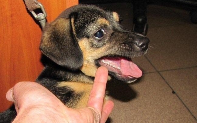 KĘTY. Pijany „tresował” psa, ciągnąc go po chodniku