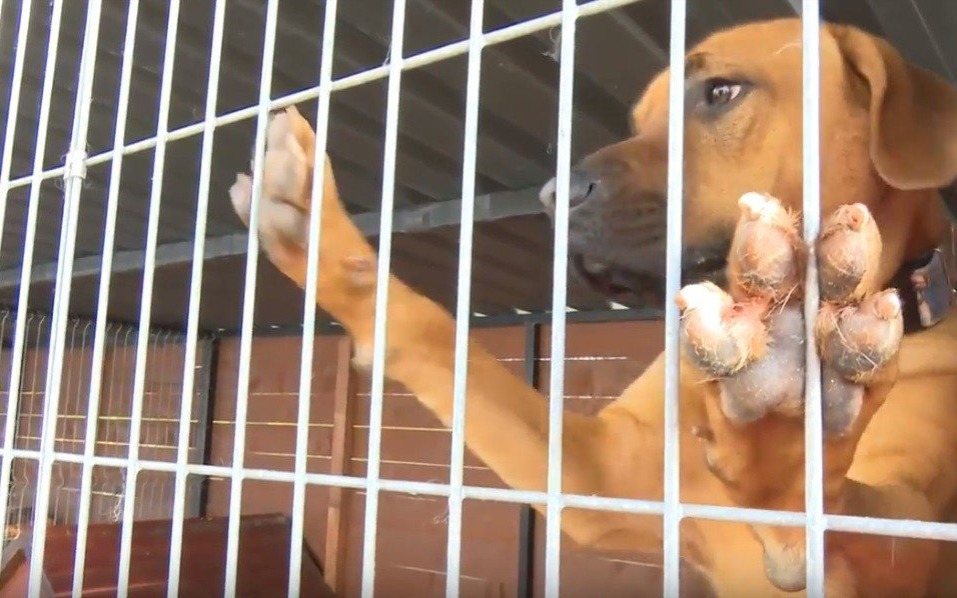 OŚWIĘCIM. Kiedy powstanie nowe schronisko dla bezdomnych zwierząt?