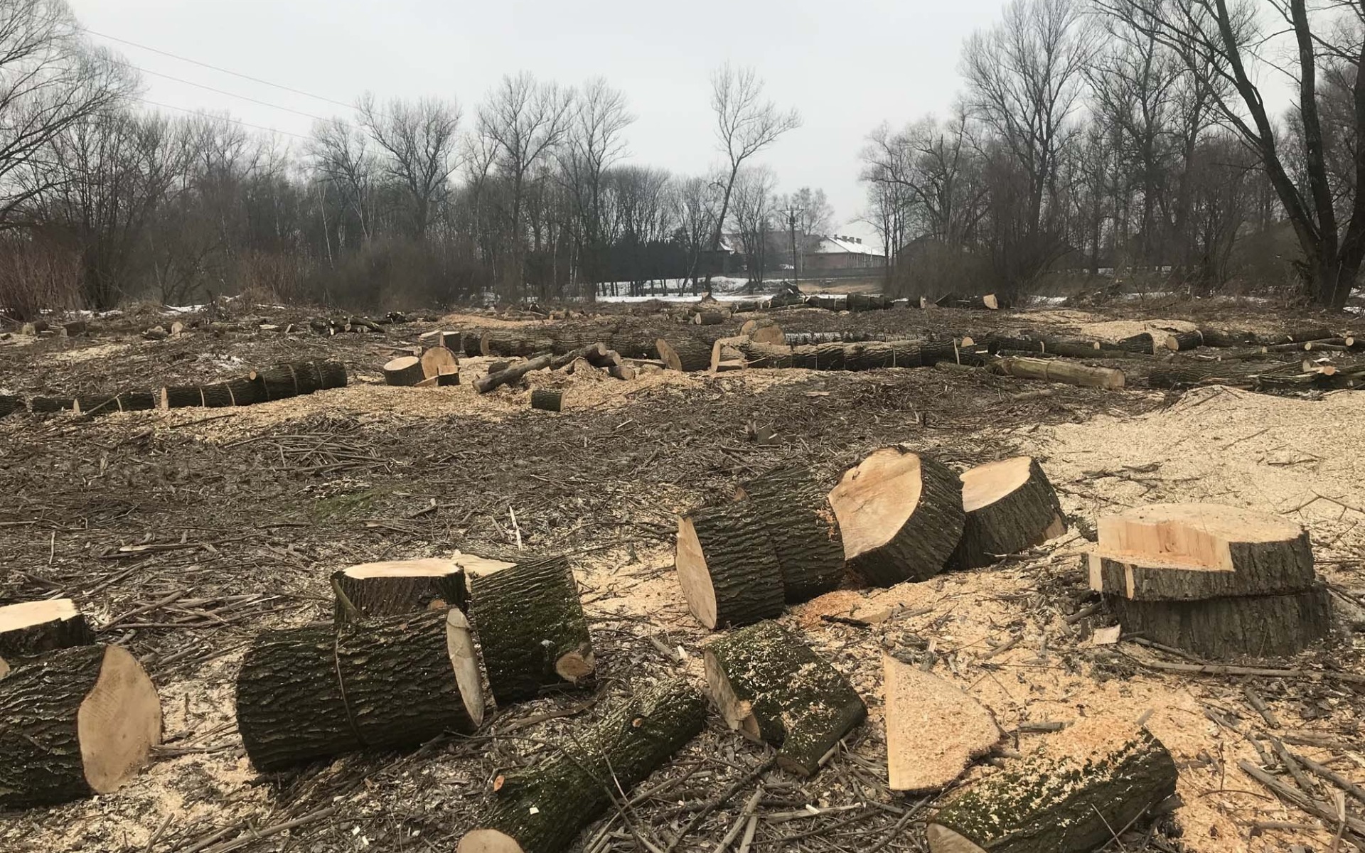 OŚWIĘCIM. Wycieli drzewa pod budowę Mostu Duchów