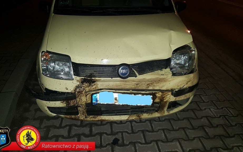 KĘTY. Dzik wtargnął na jezdnię