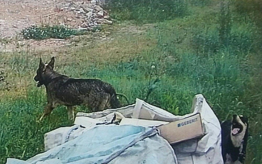 OŚWIĘCIM. Szukają dziko żyjących psów