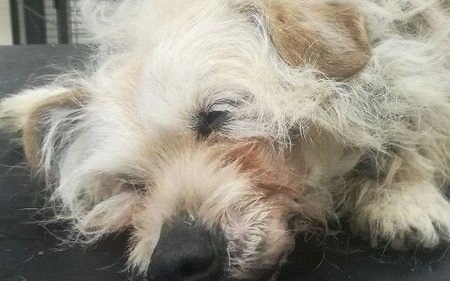 Czemu cała Polska ratuje Karmelka? Przeczytaj!