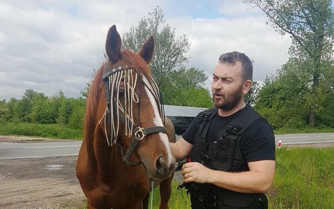 POWIAT. Urocza kasztanka postanowiła zwiedzić Małopolskę