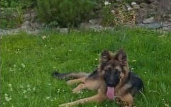 POWIAT. Policjant uratował owczarka niemieckiego