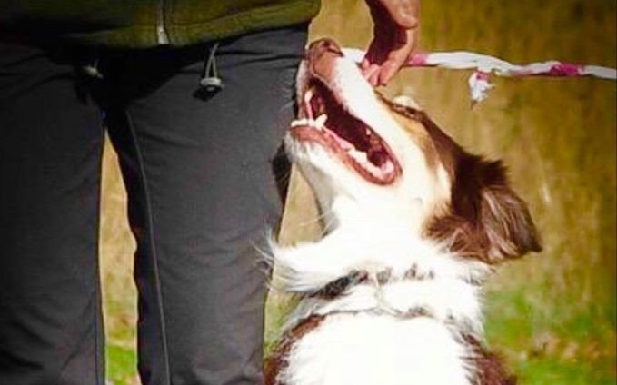 POWIAT. Zajęcia z psiego posłuszeństwa i DogFrisbee