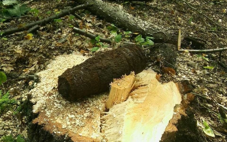 CHEŁMEK. Niewypał w kompleksie leśnym