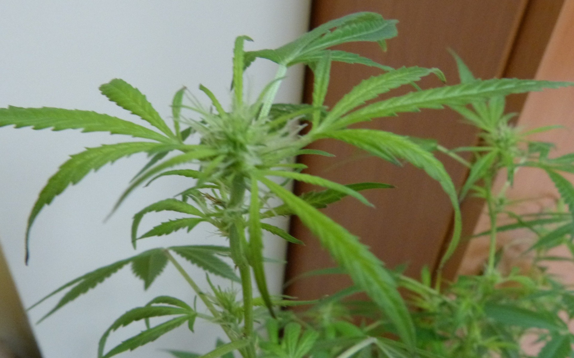 OSIEK. Amator marihuany w rękach policji