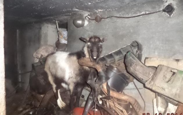 BABICE. Dramat zwierząt i ich właścicielki