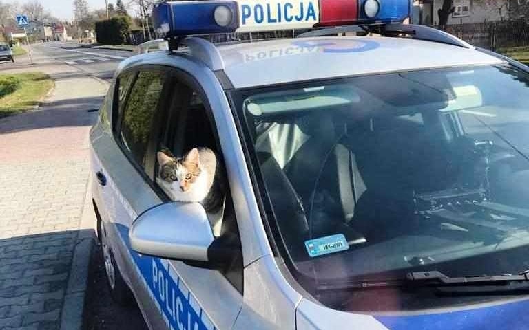 OŚWIĘCIM. Kot wykorzystał nieuwagę policjantów