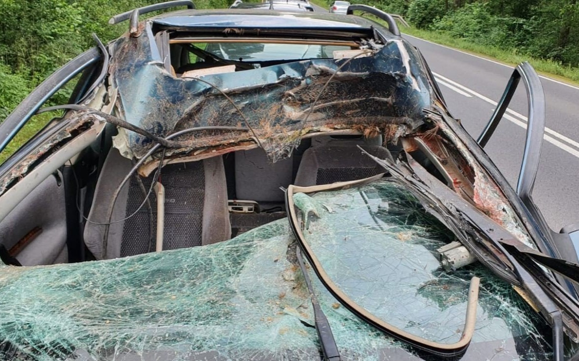 BOBREK. To był duży, dorosły jeleń