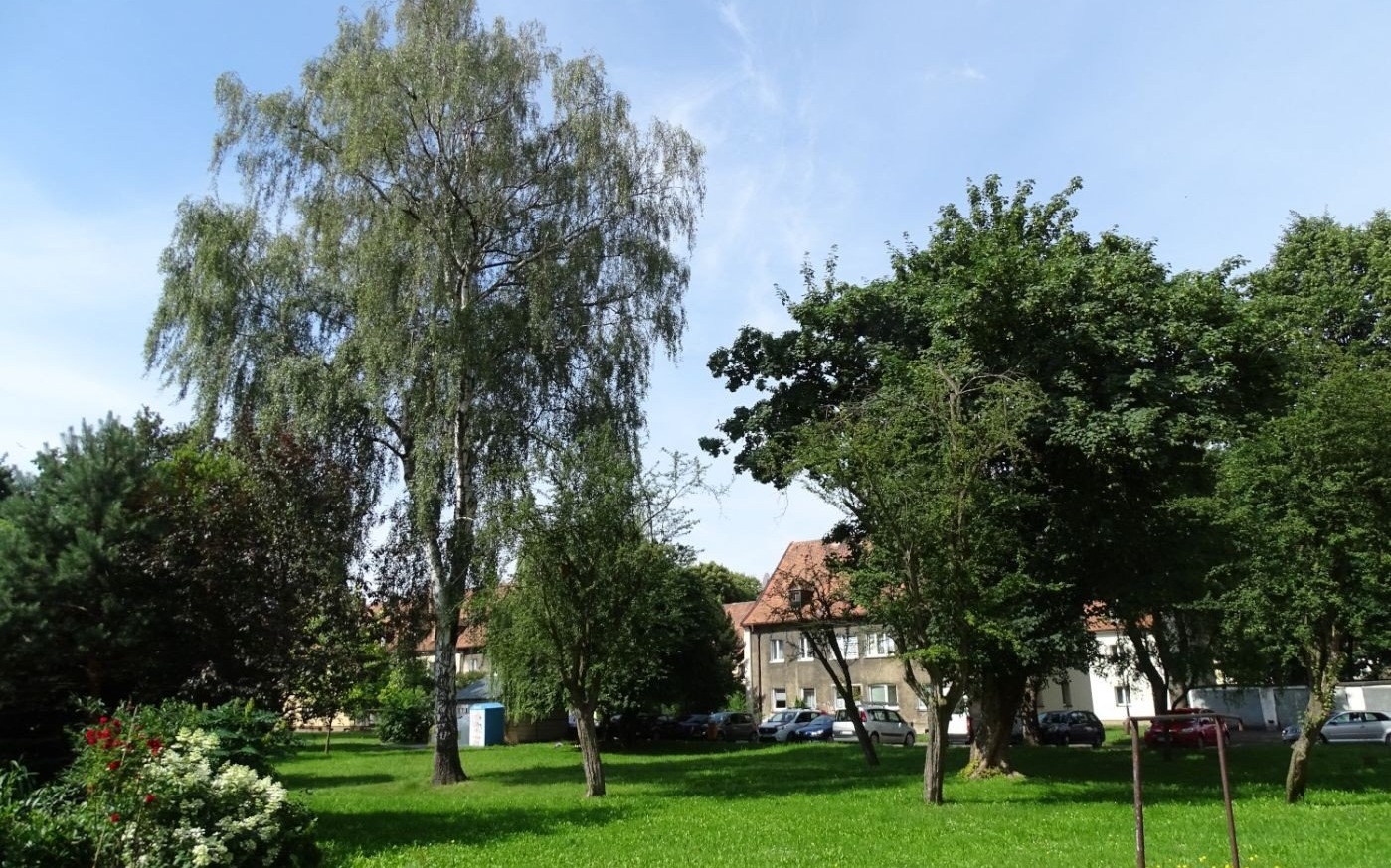 OŚWIĘCIM. Drzewa posadzone przez nazistów rosną do dziś