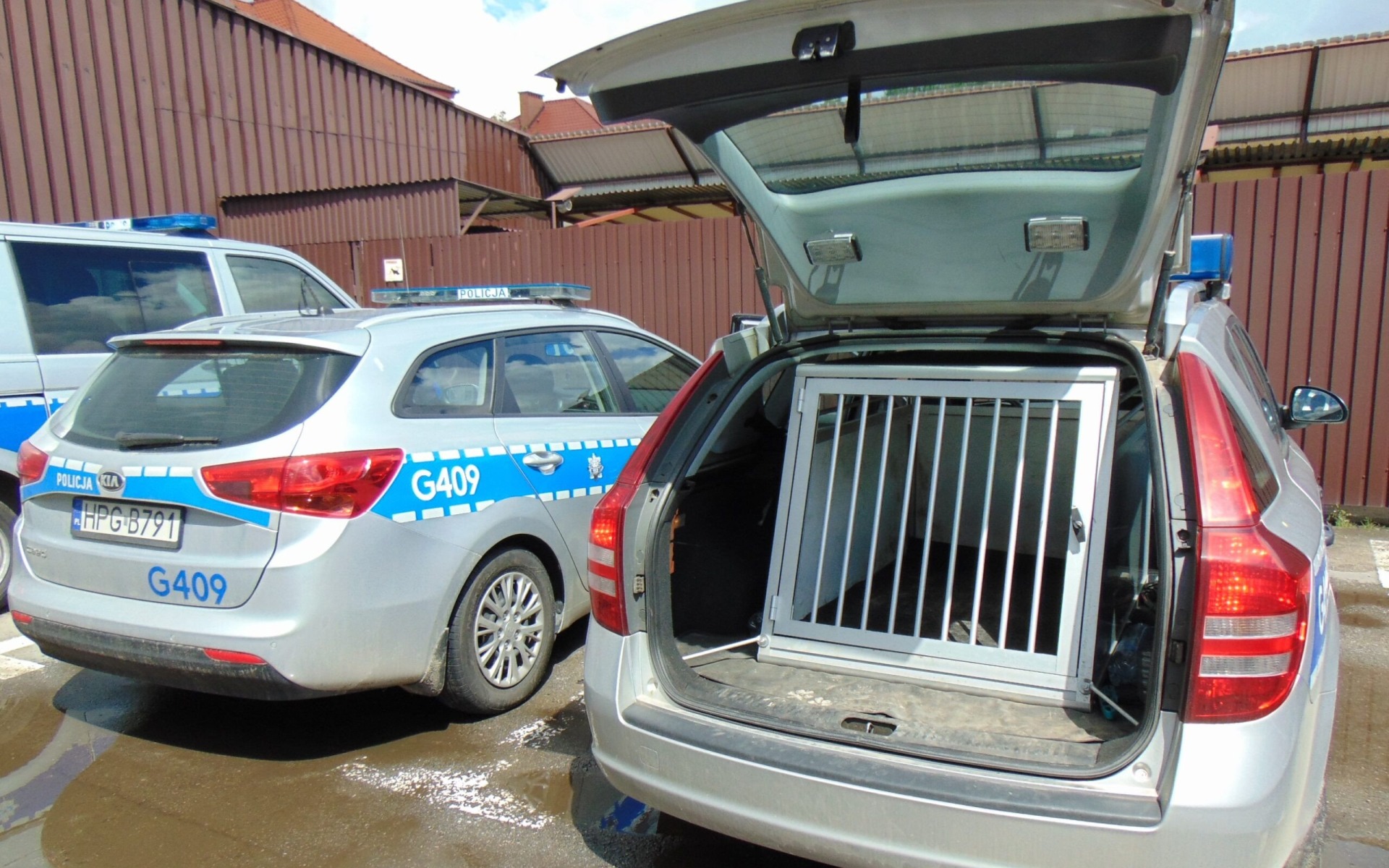 OŚWIĘCIM. W kolizji drogowej zginął pies