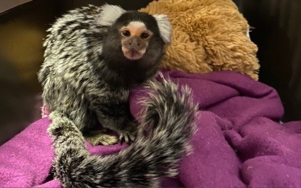 OŚWIĘCIM. Animalsi szukają domu dla małpki