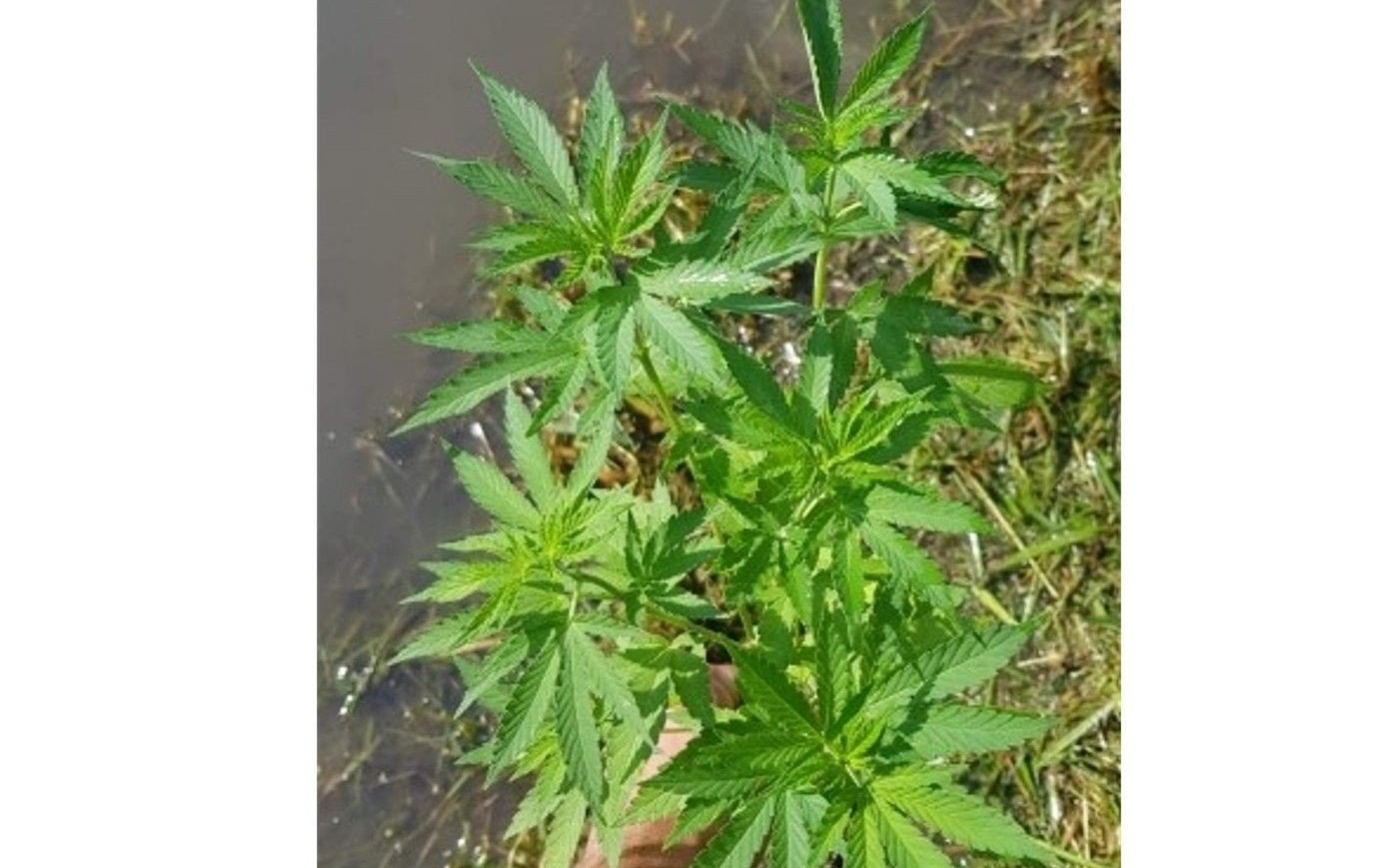 POWIAT. Leśna uprawa konopi indyjskich