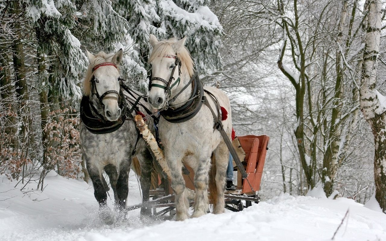 Kuligi Zakopane – najlepsze oferty