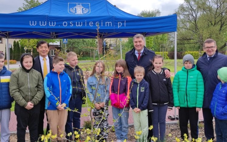 OŚWIĘCIM. Ocalały miłorząb z Hiroszimy został posadzony w Parku Zasole