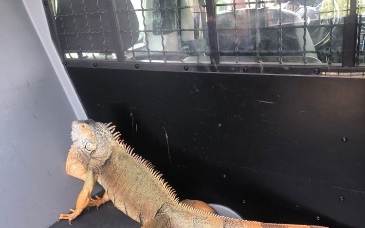 BRZEZINKA. Poszukiwany legwan złapany przez patrol policji