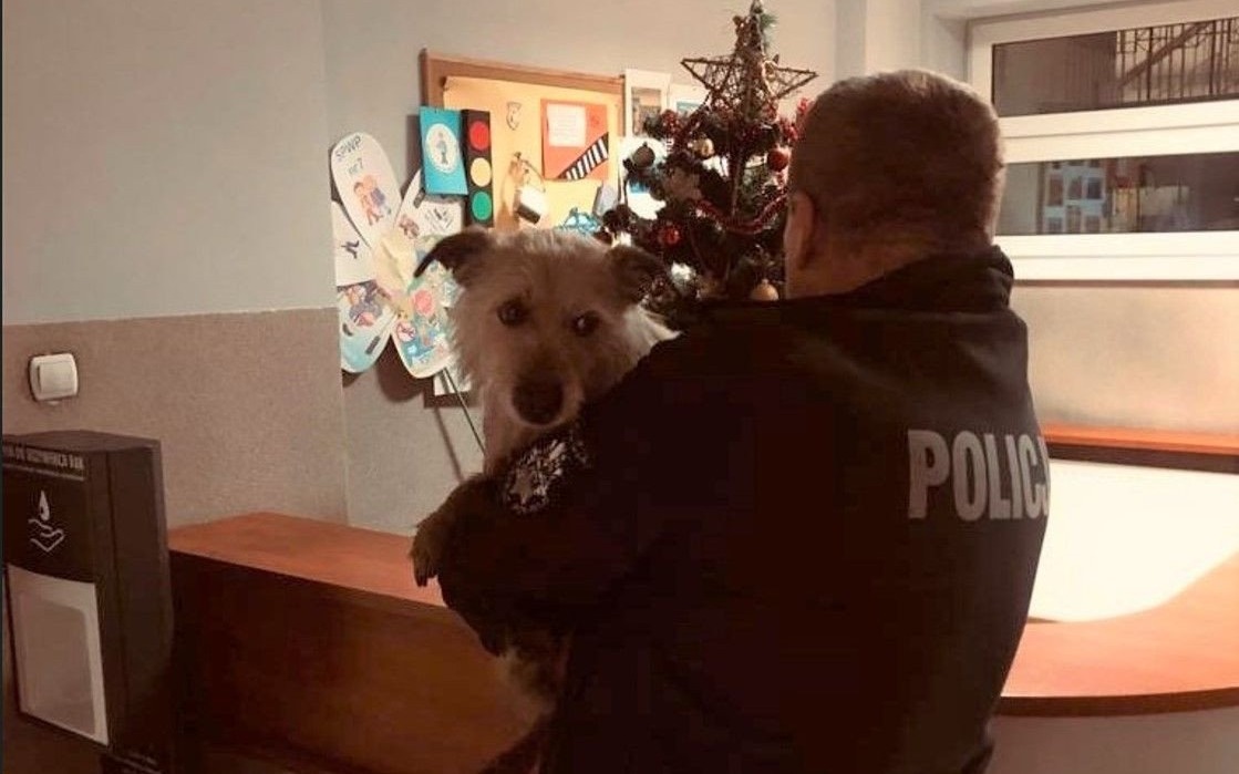 KĘTY. Policja i dwaj nastolatkowie pomogli rannemu, wyczerpanemu psiakowi