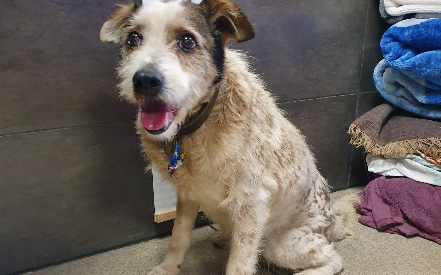 OŚWIĘCIM. Kierowca zainteresował się losem zabłąkanego psa