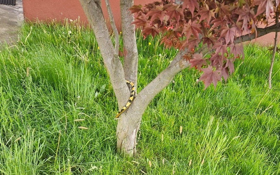 RAJSKO. Gumowa zabawka imitująca węża, napędziła mieszkańcom strachu