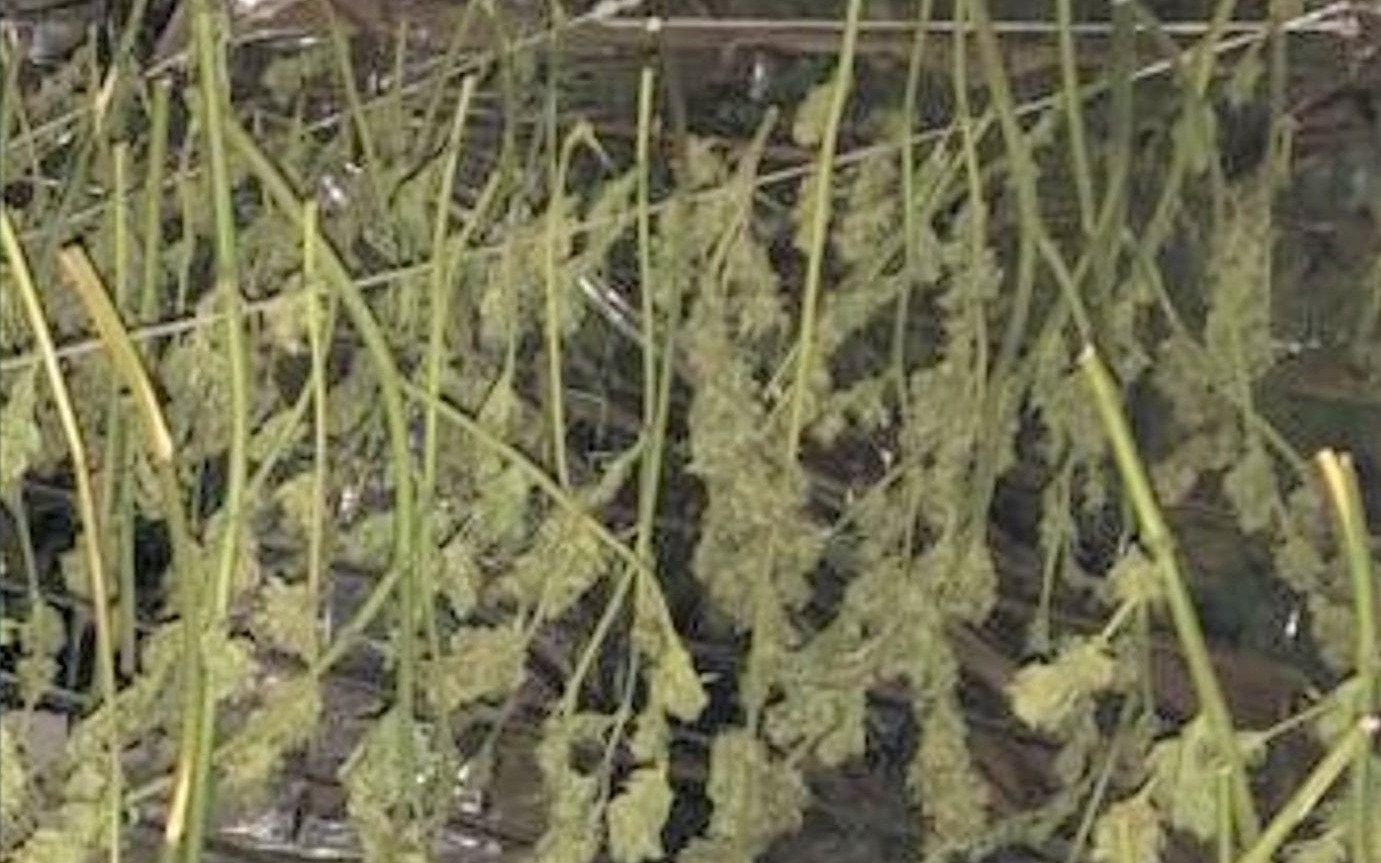 Gmina Osiek: Policjanci zabezpieczyli ponad 3 kilogramy suszu konopi indyjskich