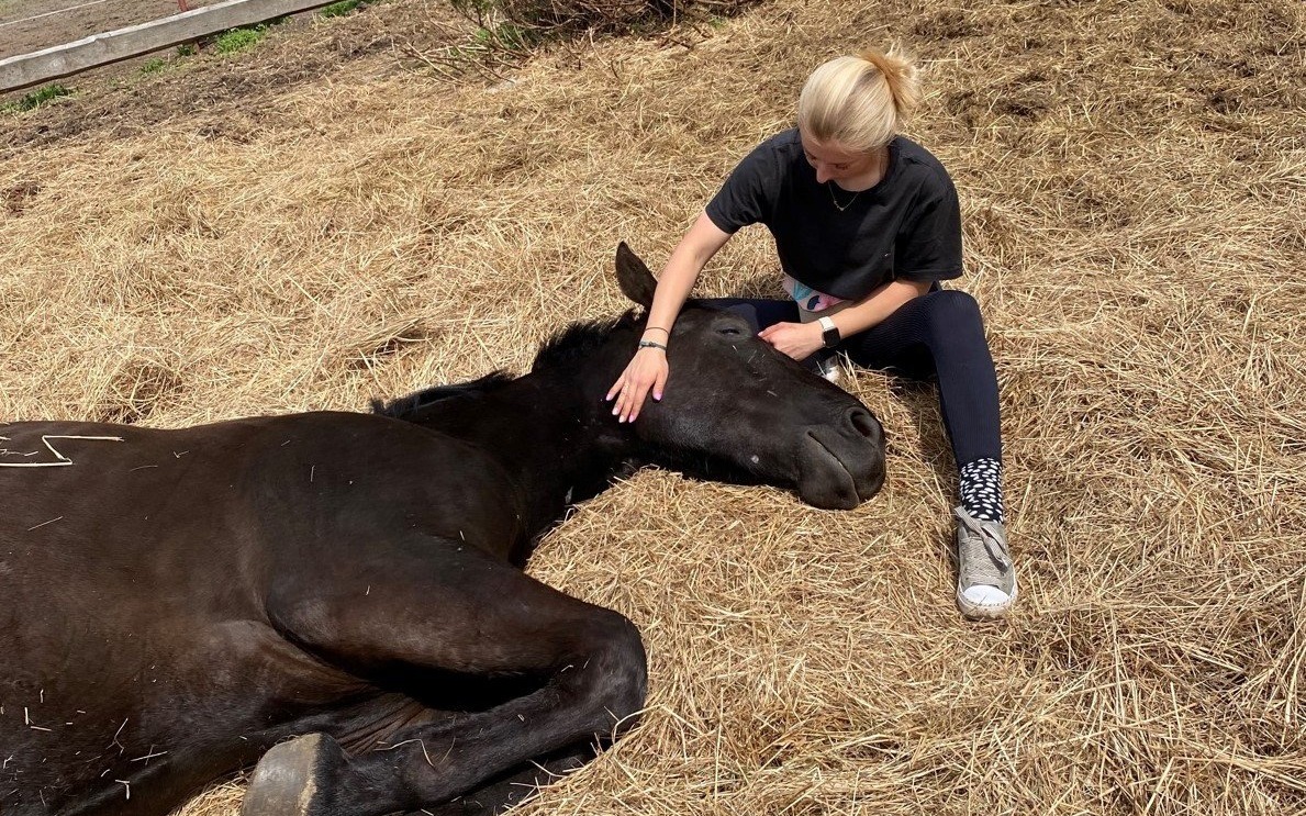 Zarzuty dla mieszkańca Oświęcimia! Znęcał się nad koniem i zaatakował inspektora – grozi mu 5 lat więzienia!