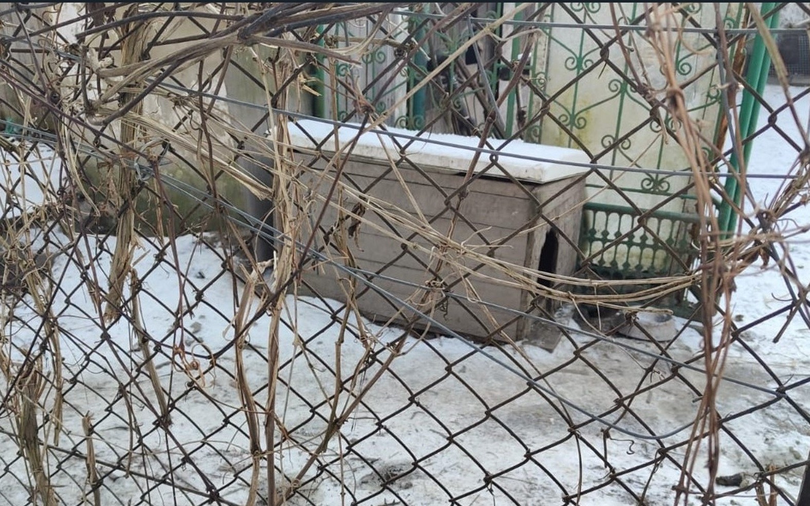 Dramat na mrozie w Osieku! Pies przypięty łańcuchem – uratowała go szybka interwencja policji