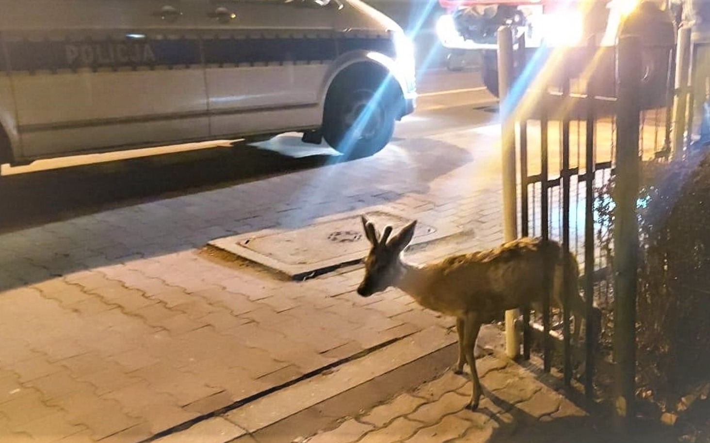 Koziołek uwięziony w ogrodzeniu. Służby interweniowały w nocy w Oświęcimiu