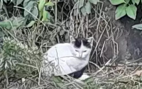 Pilnie poszukiwany dom dla malutkiego kotka!