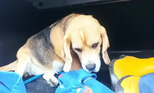 Komu zaginął pies?