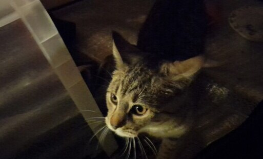 Mieszkaniec Kęt udzielił pomocy rannemu kotu