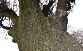 10 nowych pomników przyrody w Gminie Kęty