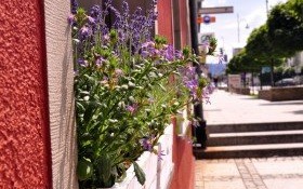 Konkurs na ukwiecenie okien w Rynku