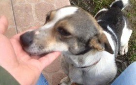 Przepiękna zguba czeka na właściciela w Witkowicach